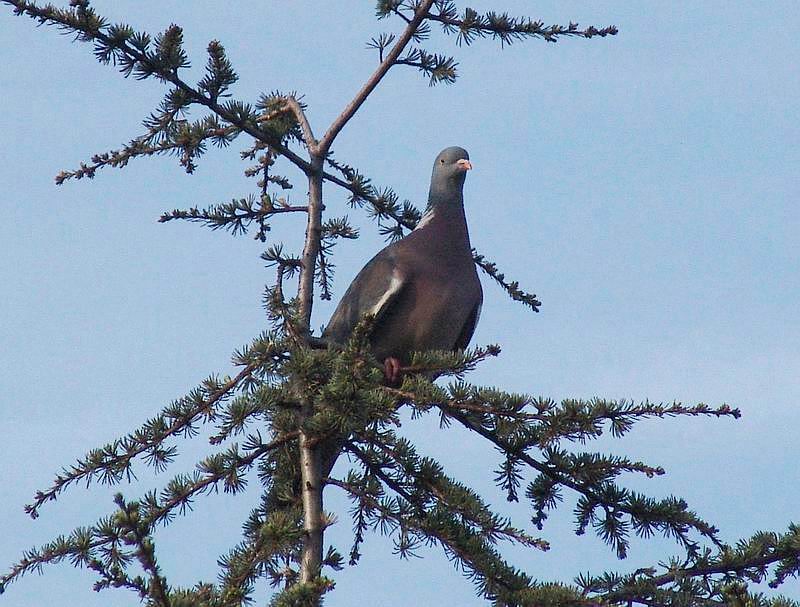 Columba palumbus - Colombaccio